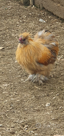 Gallo di moroseta fulva con barba
