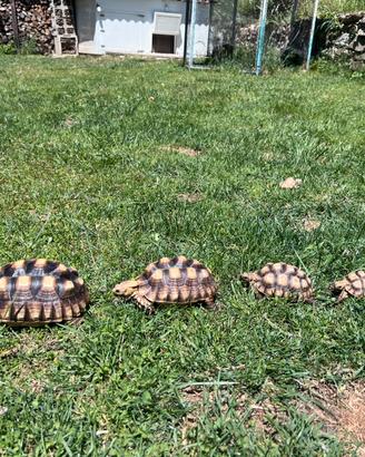 Tartarughe Centrochelys Sulcata