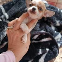 Mini chihuahua toy maschi