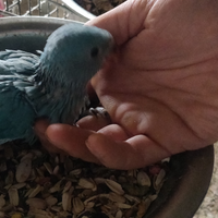 Parrocchetti dal collare blu