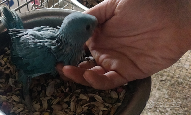 Parrocchetti dal collare blu