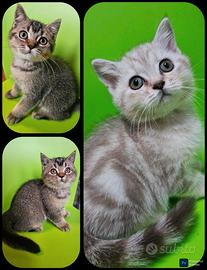 Meravigliosi cuccioli affettuosi british shorthair