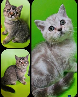 Meravigliosi cuccioli affettuosi british shorthair