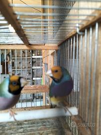 Diamanti del gould e diamanti codalunga