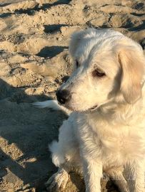 Golden retriever