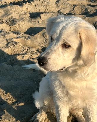 Golden retriever