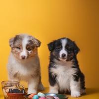 Cuccioli Miniature American Shepherd