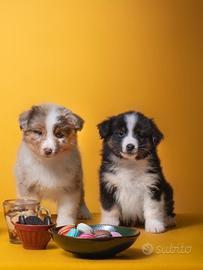 Cuccioli Miniature American Shepherd