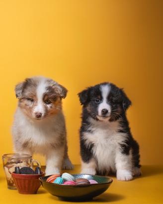 Cuccioli Miniature American Shepherd