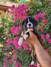 Cuccioli boxer
