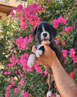 Cuccioli boxer