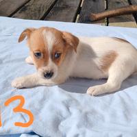 Cuccioli di Jack russell