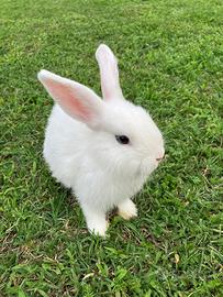 Animali