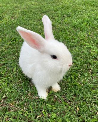 Animali