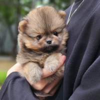 Cucciolo di spitz