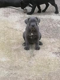 Cuccioli Cane Corso