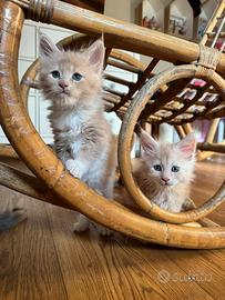 Cuccioli di razza Maine Coon con pedigree AFeF