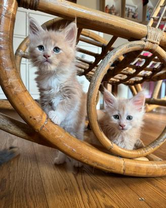 Cuccioli di razza Maine Coon con pedigree AFeF