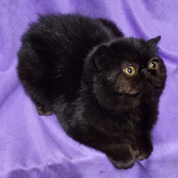 Femmina exotic shorthair con pedigree