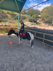 Cavallino pony del 2012