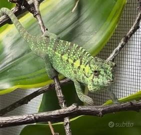 Camaleonte furcifer viridis