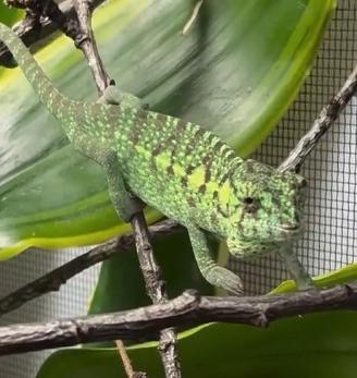 Camaleonte furcifer viridis