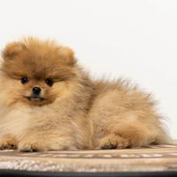 Venduta cucciolo spitz di Pomerania