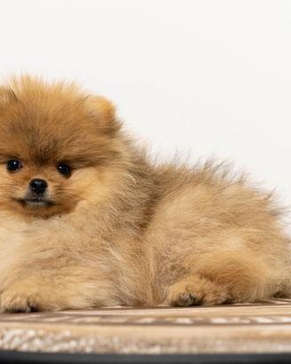 Venduta cucciolo spitz di Pomerania