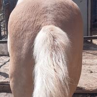 Cavallo haflinger