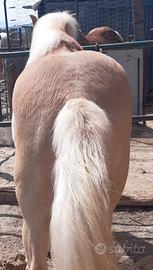 Cavallo haflinger