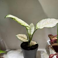 Pianta aglaonema white joy