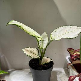 Pianta aglaonema white joy