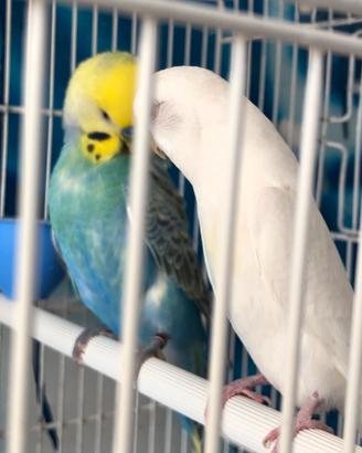 Cocorita coppia