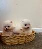 cuccioli-spitz-pomerania-femmine-colore-bianco