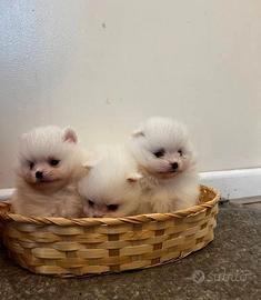 Cuccioli spitz pomerania femmine colore bianco