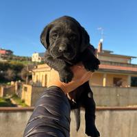 Cuccioli labrador