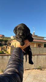 Cuccioli labrador