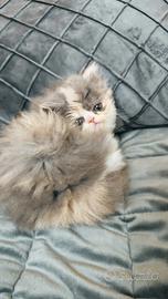 Gatto persiano ipertipico