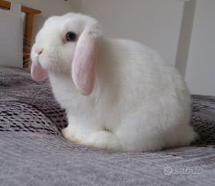 Mini lop femmina