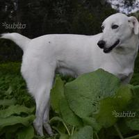 Ester meticcio Labrador