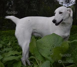 Ester meticcio Labrador