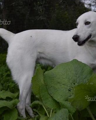 Ester meticcio Labrador