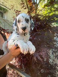 Dalmata