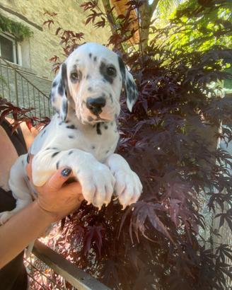 Dalmata
