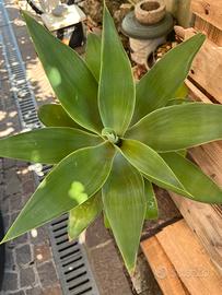 Agave attenuata