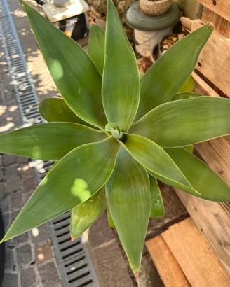 Agave attenuata