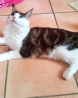 Maine Coon maschio