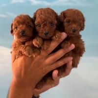 I barboncino sono anallergici hanno due mesi