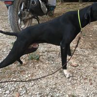 Pointer inglese nero