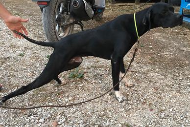 Pointer inglese nero